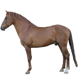 Estonian Native Horse