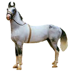 Hirzai Horse