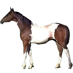Indian Half­-Bred Horse