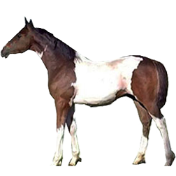Indian Half-Bred Horse