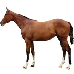 Kabarda Horse