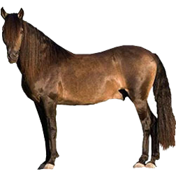 Karabair Horse
