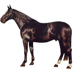Karacabey Horse