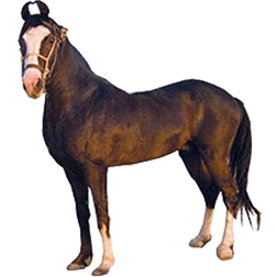 Kathiawari Horse
