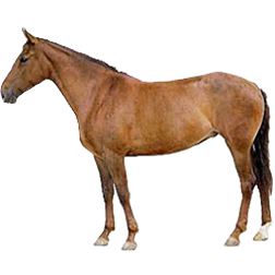 Lokai Horse