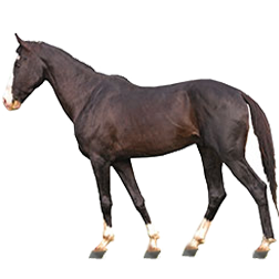 Marwari Horse