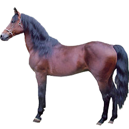 Morgan Horse