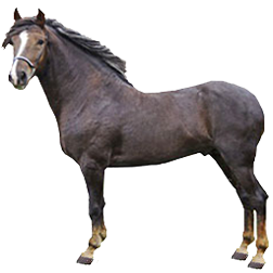 Moroccan Barb Horse