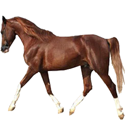 Persian Arabian Horse