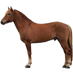 Qatgani Horse