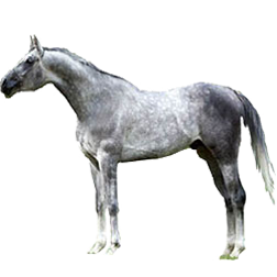 Tersk Horse
