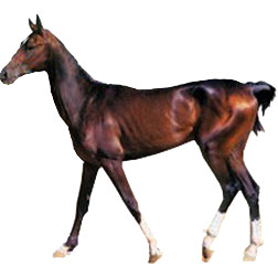 Turkoman Horse