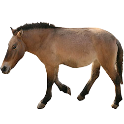 Asian Horse | Asiatic Wild Horse