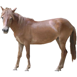 Bali Pony