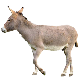 Burro Horse
