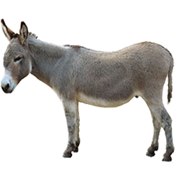 Donkey Pony