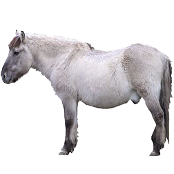 German Heck Horse