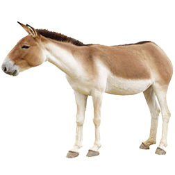 Kiangas Horse