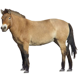 Mongolian Horse