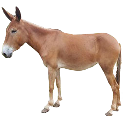 Mules (All Types)