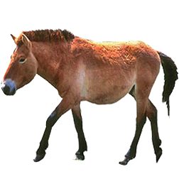 Przewalski Horse
