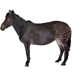 Quagga Horse