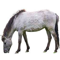 Tarpan Horse