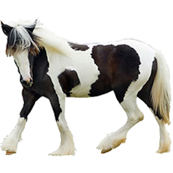 Gypsy Vanner Horse