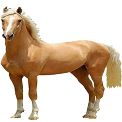 Palomino Horse