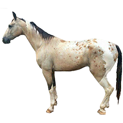 Pintaloosa Horse