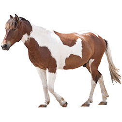 Pinto Horse