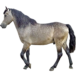 Anadolu Pony
