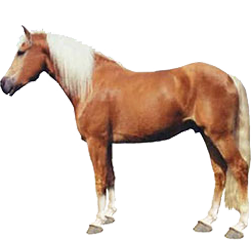 Australian Pony