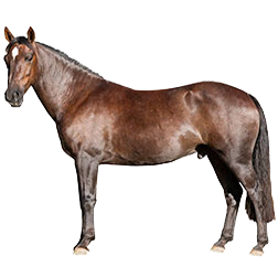 Kaimanawa Pony
