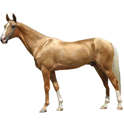 Akhal Teke Horse