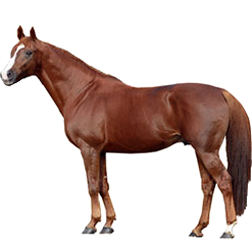 Anglo-Arabian Horse