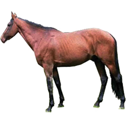 Anglo-Kabarda Horse