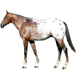 Appaloosa Sport Horse