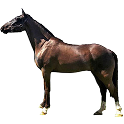 Australian Waler Horse