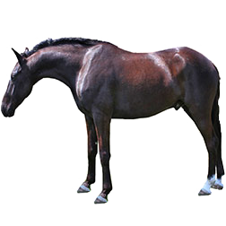 Boer Horse