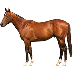 Calabrese Horse
