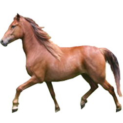 Canadian Pacer Horse