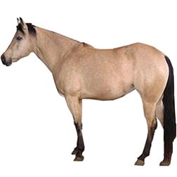 Chernomor Horse