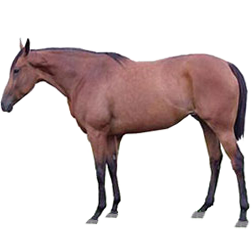 French Trotter Horse