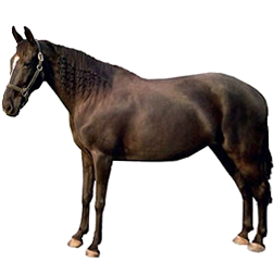 Friewalker Horse