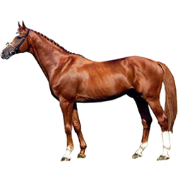 Gidran Arabian Horse