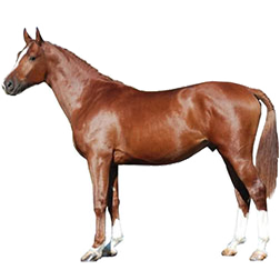 Gidran Sport Horse