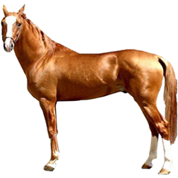 Karabakh Horse