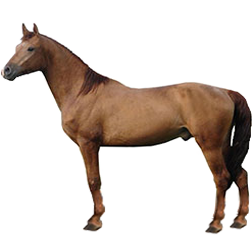 Kushum Horse
