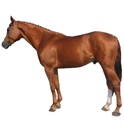 Kustanair Horse